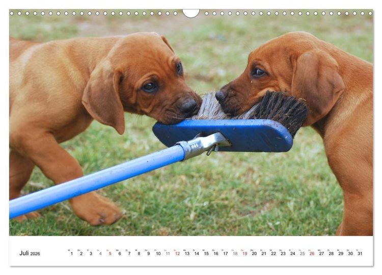 Produktbild: Rhodesian Ridgeback Welpen (Wandkalender 2026 DIN A3 quer), CALVENDO Monatskalender