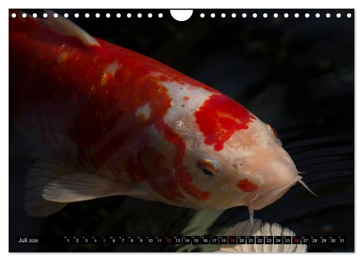 Produktbild: Nishikigoi oder Koi Karpfen (Wandkalender 2026 DIN A4 quer), CALVENDO Monatskalender