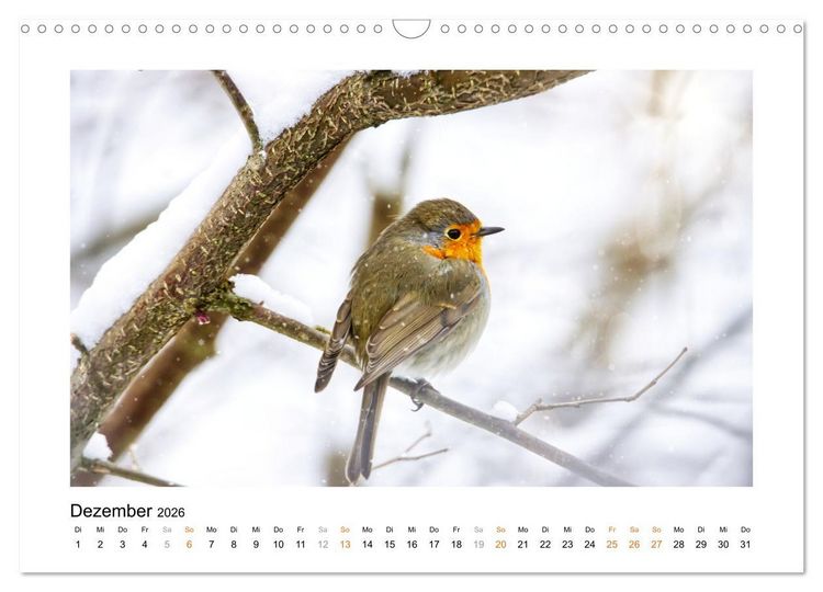Produktbild: Zauberhafte Rotkehlchen (Wandkalender 2026 DIN A3 quer), CALVENDO Monatskalender