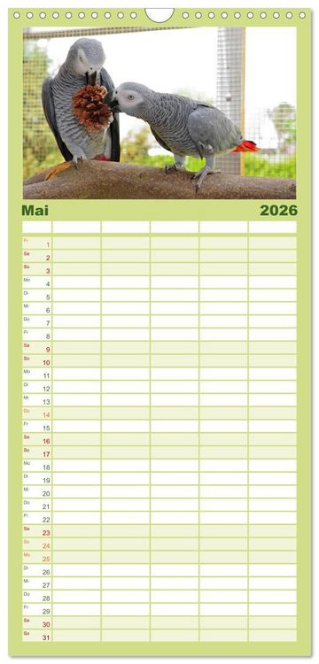 Produktbild: Familienplaner 2026 - Graupapageien zum Verlieben mit 5 Spalten (Wandkalender, 21 x 45 cm) CALVENDO