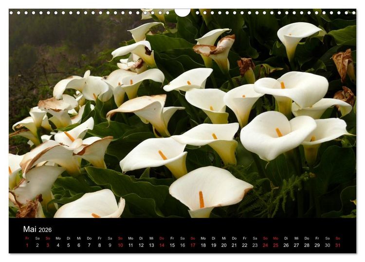 Produktbild: Madeira 2026 (Wandkalender 2026 DIN A3 quer), CALVENDO Monatskalender
