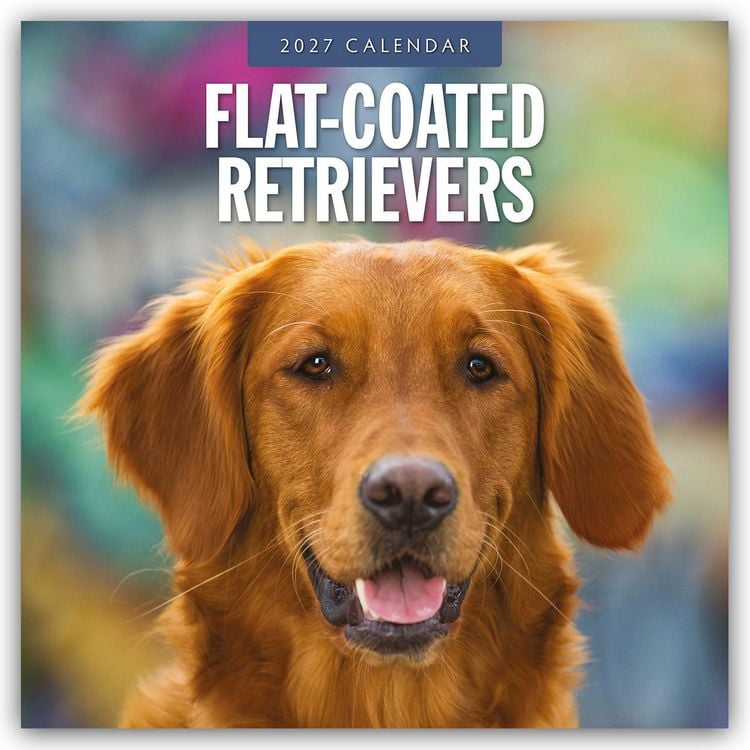 Produktbild: Flat-Coated Retrievers &ndash; Flat Coated Retriever 2027 &ndash; 16-Monatskalender