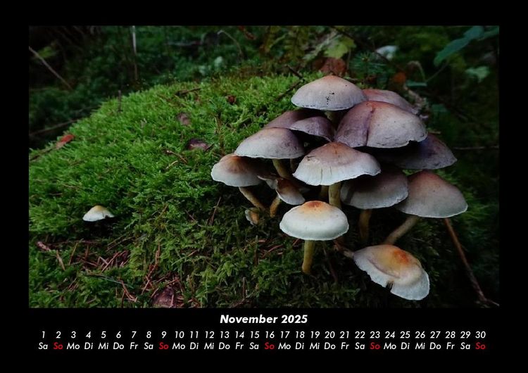 Produktbild: Pilzkalender 2025 Fotokalender DIN A3