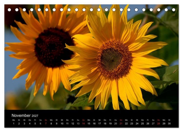 Produktbild: Sonnenblumen (Tischkalender 2027 DIN A5 quer), CALVENDO Monatskalender