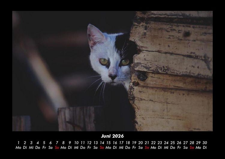 Produktbild: F&uuml;r Katzenfreunde 2026 Fotokalender DIN A3