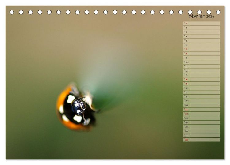 Produktbild: Coccinelles rouges &agrave; points noirs (Calendrier de bureau 2026 DIN A5 vertical), CALVENDO calendrier mensuel