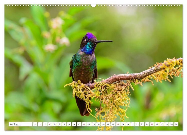 Produktbild: Colibris - pierres pr&eacute;cieuses volantes (Calendrier mural haut de gamme 2027 DIN A2 vertical), CALVENDO calendrier mensuel