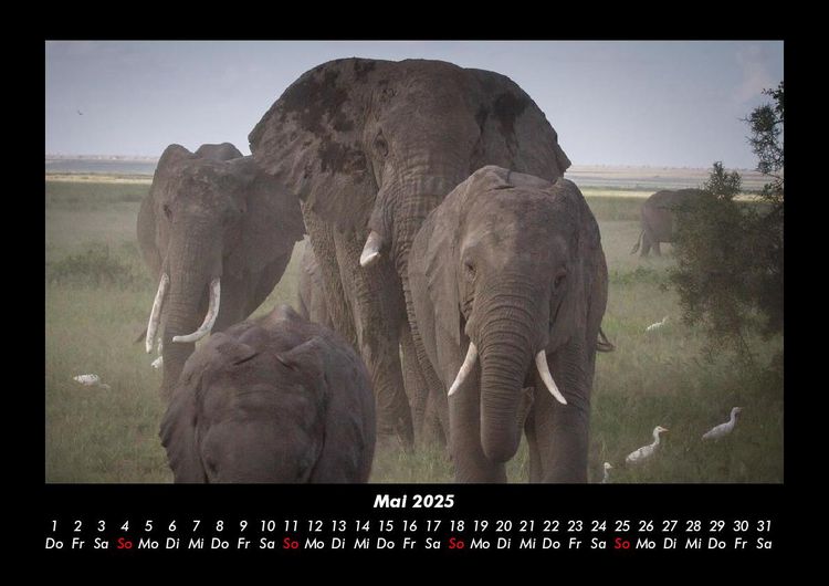 Produktbild: Der Elefantenkalender 2025 Fotokalender DIN A3