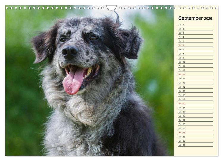 Produktbild: Altdeutsche H&uuml;tehunde - Fast vergessen (Wandkalender 2026 DIN A3 quer), CALVENDO Monatskalender