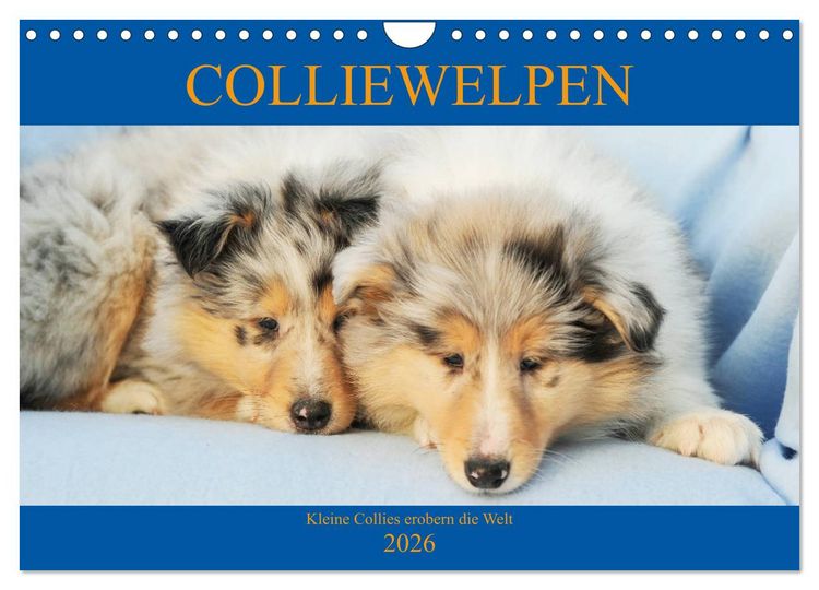 Produktbild: Colliewelpen - kleine Collies erobern die Welt (Wandkalender 2026 DIN A4 quer), CALVENDO Monatskalender