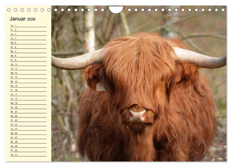 Produktbild: Schottische Hochlandrinder. Freundlich, sch&ouml;n und robust (Wandkalender 2026 DIN A4 quer), CALVENDO Monatskalender