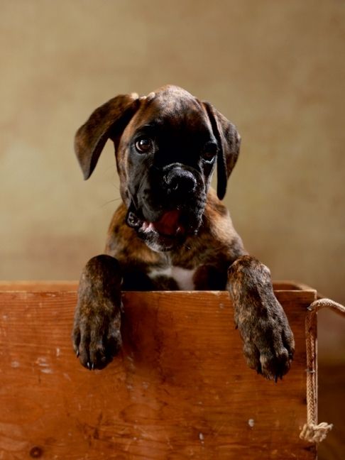 Produktbild: CALVENDO Puzzle Gonzo - Deutscher Boxer, 11 Wochen 1000 Teile Puzzle hoch | 1000 Teile Lege-Gr&ouml;&szlig;e 64 &times; 48 cm Foto-Puzzle f&uuml;r gl&uuml;ckliche Stunden