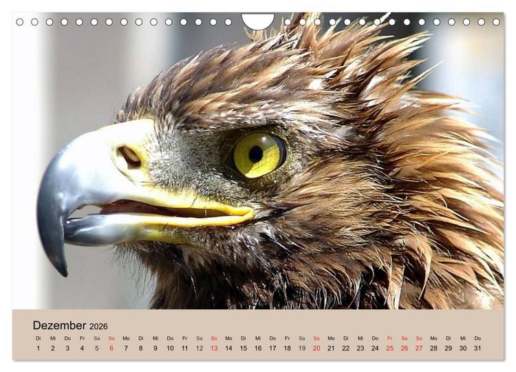 Produktbild: Der Steinadler. Majest&auml;tischer Greifvogel (Wandkalender 2026 DIN A4 quer), CALVENDO Monatskalender