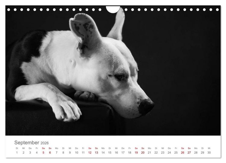 Produktbild: Hundeportraits Fine Art (Wandkalender 2026 DIN A4 quer), CALVENDO Monatskalender