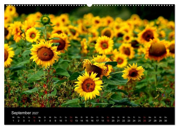 Produktbild: Sonnenblumen (Wandkalender 2027 DIN A2 quer), CALVENDO Monatskalender