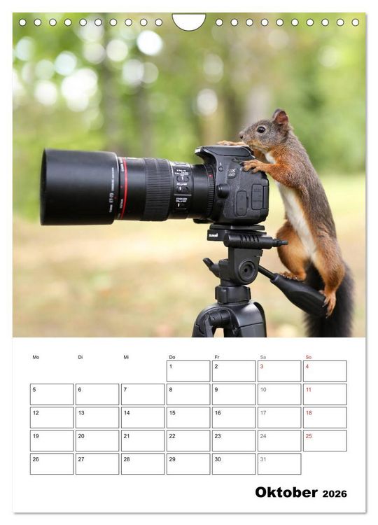 Produktbild: Die kleine Welt der Eichh&ouml;rnchen in Regensburg (Wandkalender 2026 DIN A4 hoch), CALVENDO Monatskalender