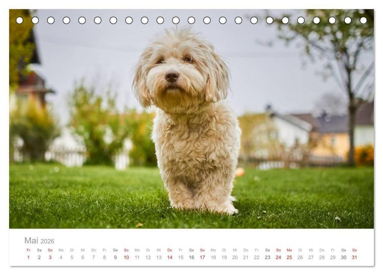 Produktbild: Havaneser - Herz aus Gold (Tischkalender 2026 DIN A5 quer), CALVENDO Monatskalender