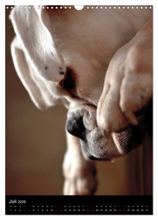 Produktbild: Stille Momente - Die sensible Seite der Hunde (Wandkalender 2026 DIN A3 hoch), CALVENDO Monatskalender