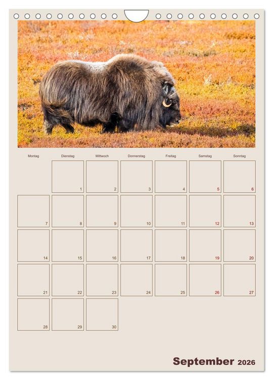 Produktbild: Moschusochsen - Norwegens gem&uuml;tliche Riesen (Wandkalender 2026 DIN A4 hoch), CALVENDO Monatskalender