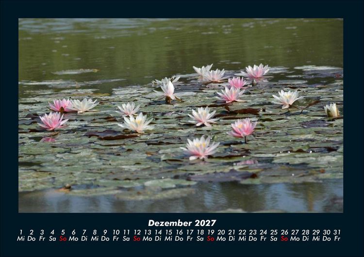 Produktbild: Rosen-Kalender 2027 Fotokalender DIN A4