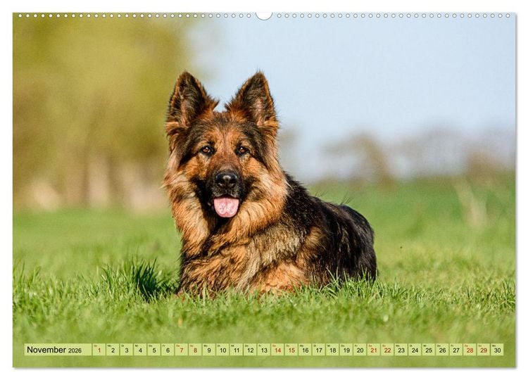 Produktbild: Altdeutsche Sch&auml;ferhunde - Traumhafte Sch&auml;ferhunde Langstockhaar (Wandkalender 2026 DIN A2 quer), CALVENDO Monatskalender