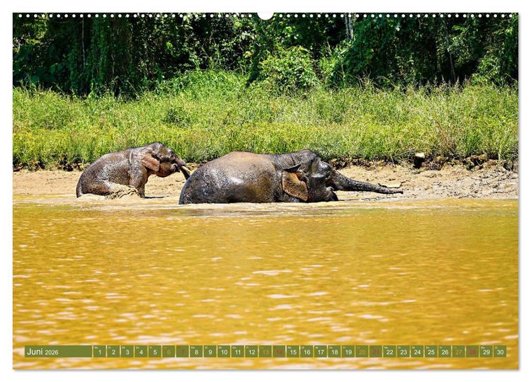 Produktbild: Borneos Zwergelefanten (Wandkalender 2026 DIN A2 quer), CALVENDO Monatskalender