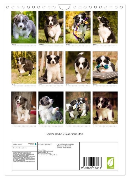 Produktbild: Border Collie Zuckerschnuten (Wandkalender 2026 DIN A4 hoch), CALVENDO Monatskalender