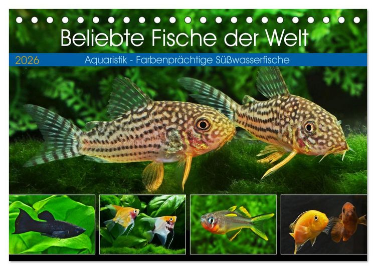 Produktbild: Beliebte Fische der Welt (Tischkalender 2026 DIN A5 quer), CALVENDO Monatskalender