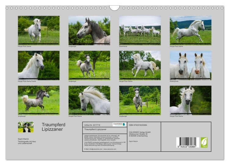 Produktbild: Traumpferd Lipizzaner (Wandkalender 2026 DIN A3 quer), CALVENDO Monatskalender