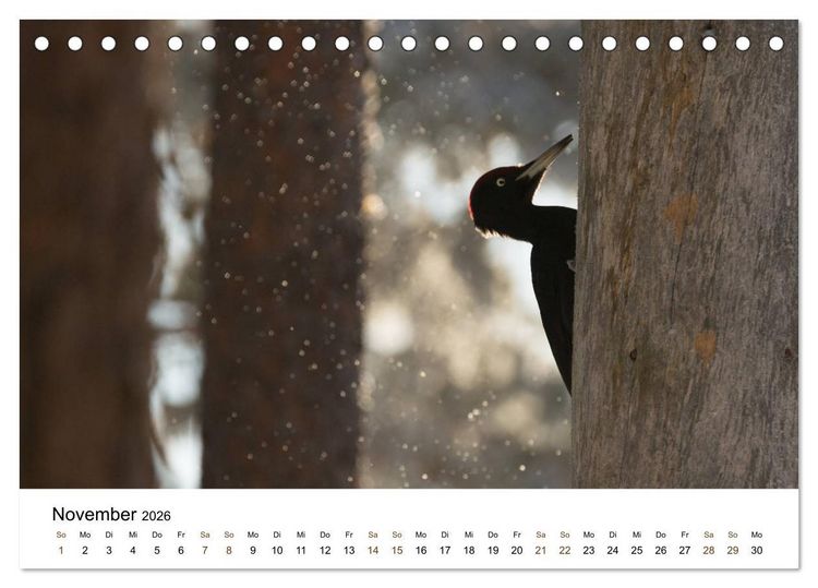 Produktbild: Finnland: eine tierische Entdeckungsreise (Tischkalender 2026 DIN A5 quer), CALVENDO Monatskalender