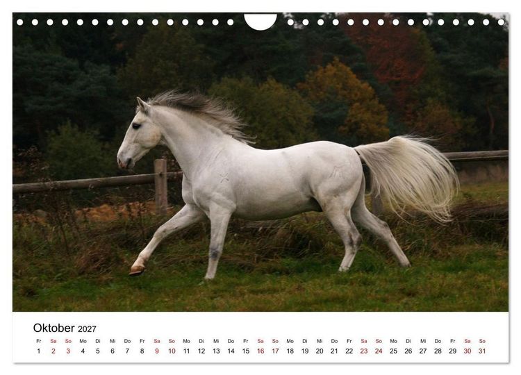 Produktbild: PFERDE - Zwischen Himmel, Erde und Hufschlag (Wandkalender 2027 DIN A4 quer), CALVENDO Monatskalender