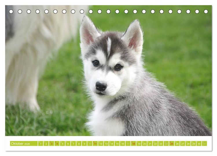Produktbild: Siberian Husky - der Urtyp (Tischkalender 2026 DIN A5 quer), CALVENDO Monatskalender