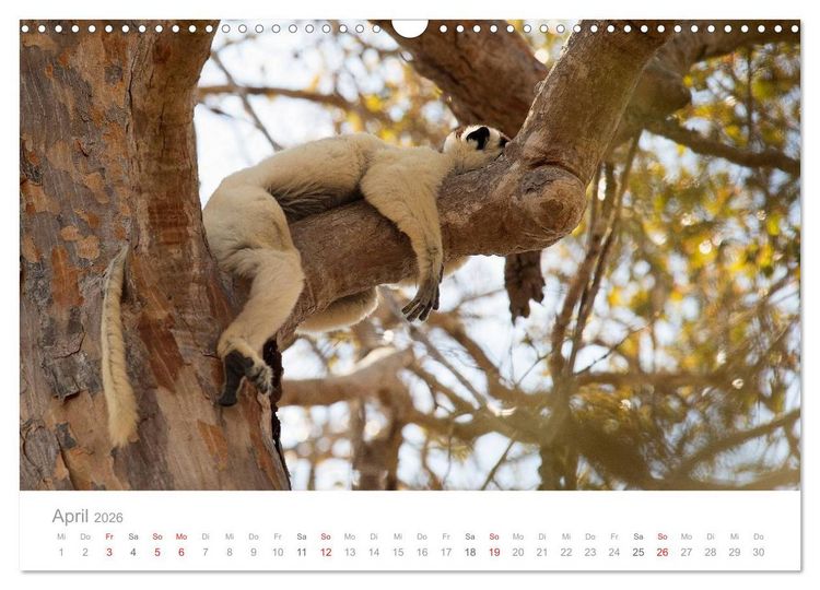 Produktbild: Paradies Madagaskar (Wandkalender 2026 DIN A3 quer), CALVENDO Monatskalender