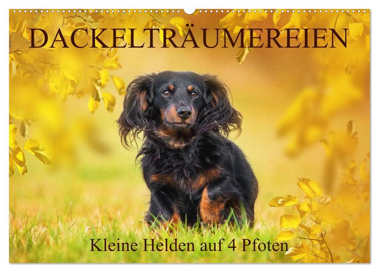 Produktbild: Dackeltr&auml;umereien - Kleine Helden auf 4 Pfoten (Wandkalender 2026 DIN A2 quer), CALVENDO Monatskalender