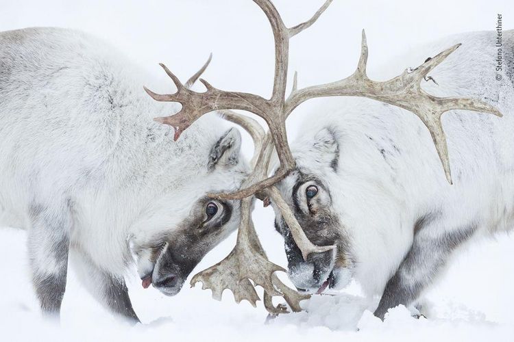 Produktbild: Wildlife Fotografien des Jahres &ndash; Portfolio 31