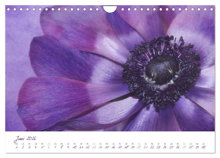 Produktbild: Lila Bl&uuml;ten (Wandkalender 2026 DIN A4 quer), CALVENDO Monatskalender