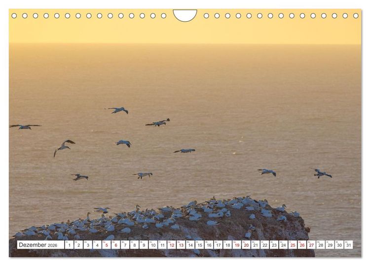 Produktbild: Basst&ouml;lpel - Helgolands faszinierende V&ouml;gel (Wandkalender 2026 DIN A4 quer), CALVENDO Monatskalender
