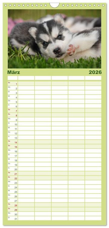 Produktbild: Familienplaner 2026 - Siberian Husky - der Urtyp mit 5 Spalten (Wandkalender, 21 x 45 cm) CALVENDO
