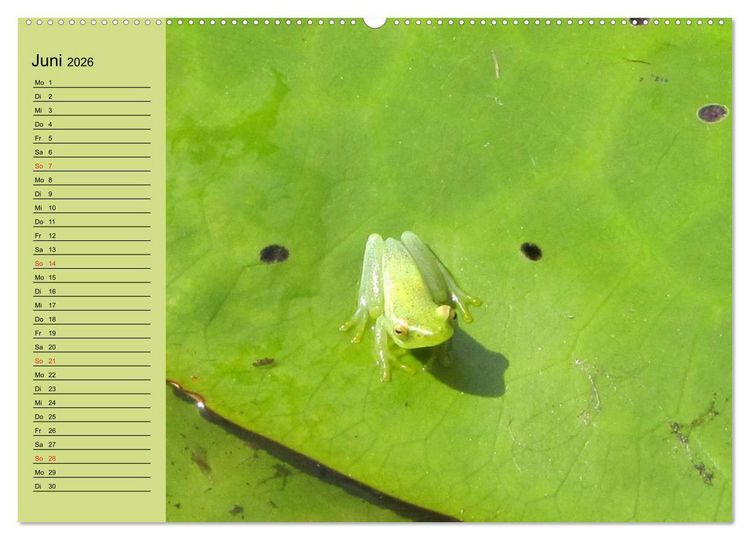 Produktbild: Frosch m&uuml;sste man sein! (hochwertiger Premium Wandkalender 2026 DIN A2 quer), Kunstdruck in Hochglanz