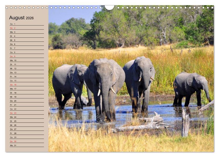 Produktbild: Elefanten in freier Wildbahn (Wandkalender 2026 DIN A3 quer), CALVENDO Monatskalender