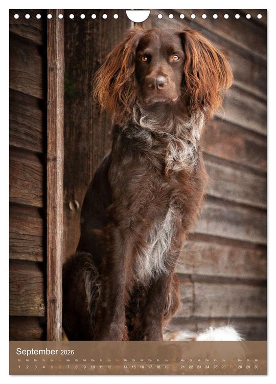 Produktbild: Deutsch Langhaar Butz - Jagdhund mit Passion und Herzblut (Wandkalender 2026 DIN A4 hoch), CALVENDO Monatskalender
