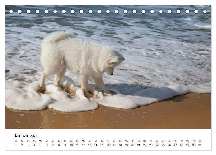 Produktbild: Ein Samojede am Meer (Tischkalender 2026 DIN A5 quer), CALVENDO Monatskalender