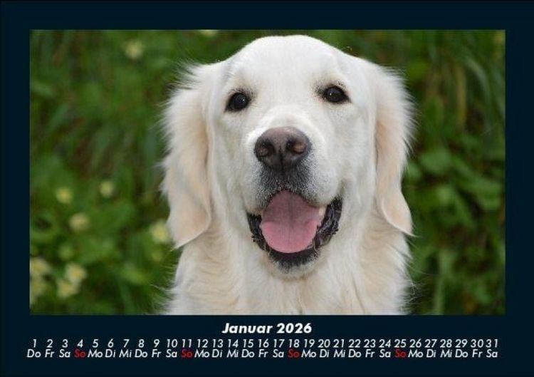Produktbild: Der Hundekalender 2026 Fotokalender DIN A5