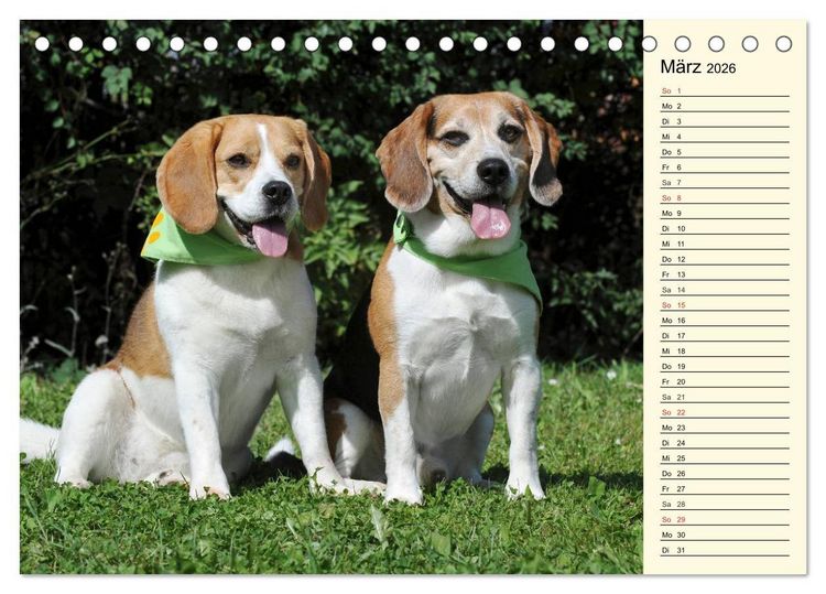 Produktbild: Beagle - Herz auf 4 Pfoten (Tischkalender 2026 DIN A5 quer), CALVENDO Monatskalender