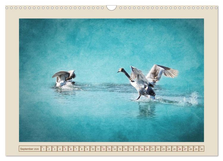 Produktbild: V&ouml;gel am Chemnitzer Schlossteich (Wandkalender 2026 DIN A3 quer), CALVENDO Monatskalender