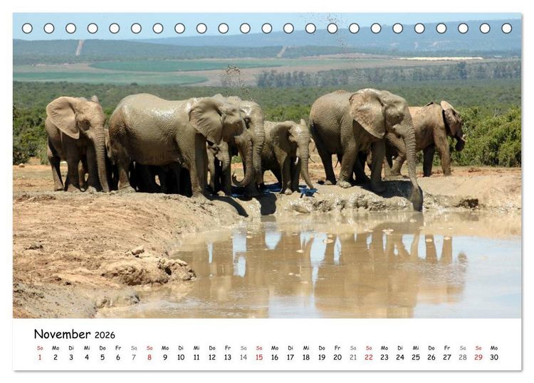 Produktbild: Afrikanische Elefanten in ADDO (Tischkalender 2026 DIN A5 quer), CALVENDO Monatskalender