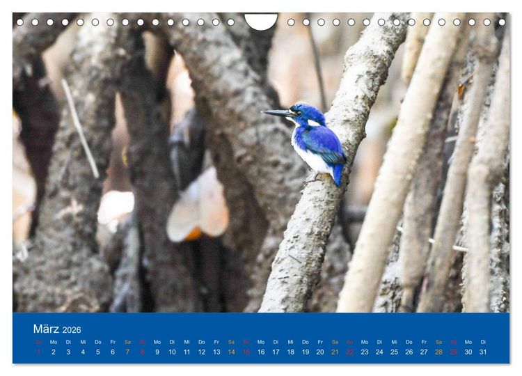 Produktbild: Australien, tierischer Kontinent (Wandkalender 2026 DIN A4 quer), CALVENDO Monatskalender