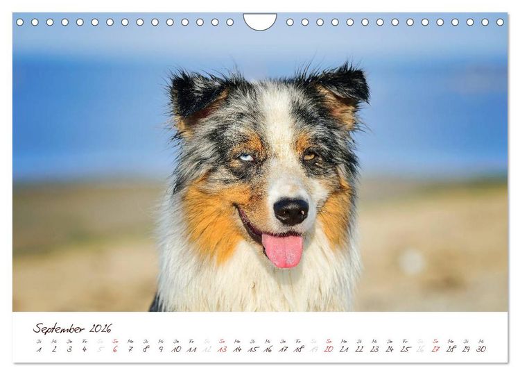 Produktbild: Wunderbare Australian Shepherds (Wandkalender 2026 DIN A4 quer), CALVENDO Monatskalender