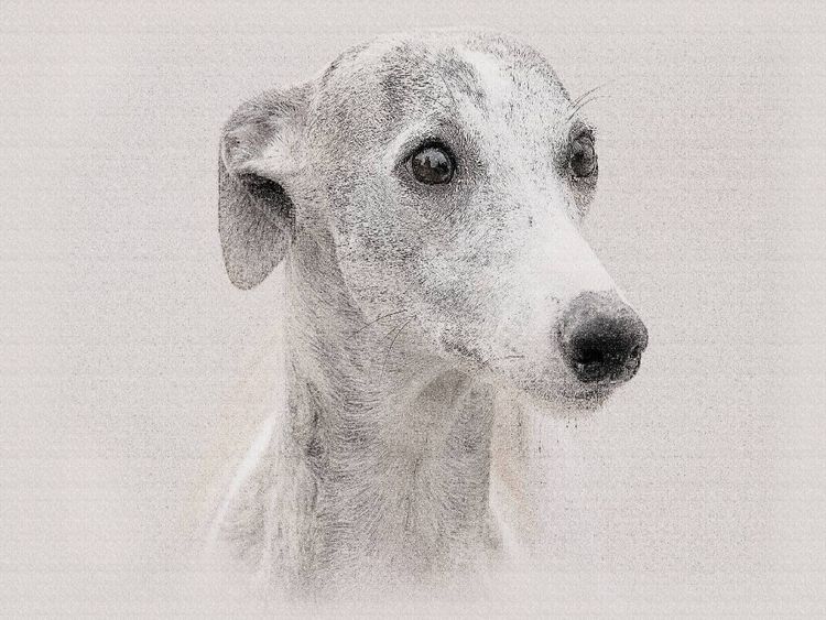 Produktbild: CALVENDO Puzzle Ein Bild aus dem Kalender Whippets 2017 | 1000 Teile Lege-Gr&ouml;&szlig;e 64x48cm Foto-Puzzle f&uuml;r gl&uuml;ckliche Stunden