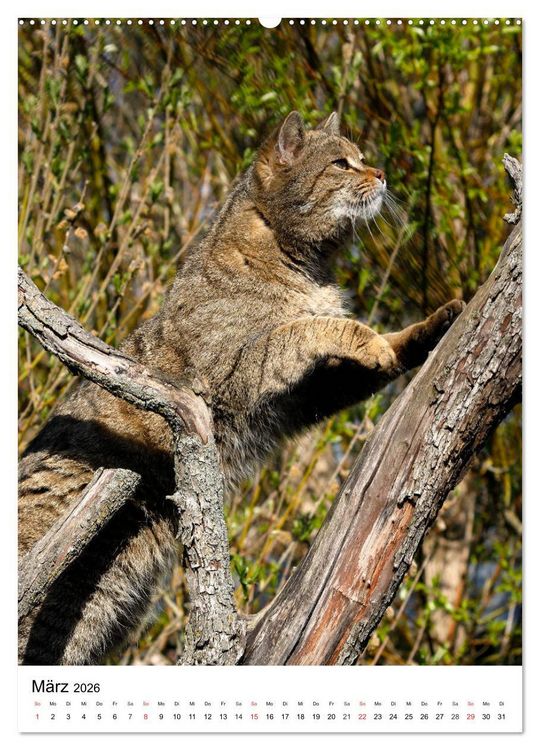 Produktbild: Kleine Tiger im Wald (hochwertiger Premium Wandkalender 2026 DIN A2 hoch), Kunstdruck in Hochglanz